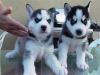 Friendly & Gentle Blue Eyes Siberian Husky Puppies