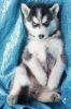 Blue eyes Available @@Full blooded Siberian Husky puppies available