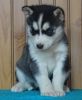 Adorable Siberian Husky puppies for sale.