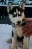 Siberian Husky puppies for sale in Chicago