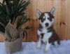 Akc m/f Siberian huskies for adoption at small fees