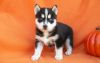 Gentle Siberian Husky puppies ready for new homes