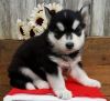 Blue akc m/f Siberian husky puppies available now!