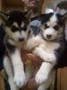 Home raised Siberian husky puppies for rehoming now available