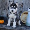 Quality akc m/f siberian husky puppies available for sale now