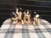 Siberian husky puppies for sale in IL