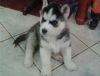Akc Registered Siberian Husky Puppies For Re-Homing