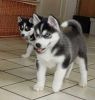 Sweet Siberian Husky Puppies(xxxxxxxxxx)