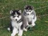 Text (xxx) xxx-xxx2 Male and female Siberian Husky pups,