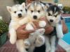 Cute and Lovely Siberian Husky Puppies