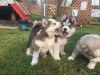 AKC Siberian Husky puppies