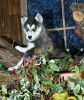 Gorgous AKC registered siberian husky puppies available for sale.