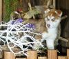 Siberian husky puppies available for sale.