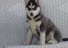 Home raise Siberian husky puppies