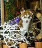 Pure siberian husky puppies online