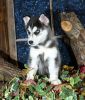 This Siberian husky puppy is ready to go now