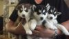 Siberian Husky Puppies For Sale (3 Left)
