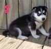 Beautiful Husky pups ready foe homes