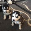 Adorable siberian husky puppies