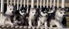 Beautiful AKC.reg, Siberian Husky pups