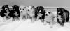 Beautiful Siberian Husky Puppys Available Now