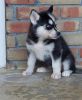 Pedigree Siberian Husky Puppies for Re-Homing