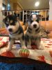 Siberian Husky Puppy for Need Home