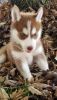 Siberian Husky Puppies 12 weeks old