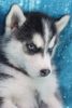 Blue eye Siberian Husky Puppies For Sale (xxx) xxx-xxx8