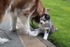 Excellent Siberian Husky Puppies for adoption