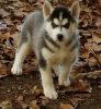 Adorable Siberian Husky puppies for sale