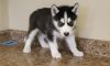 Beautiful Blue Eyes Siberian Husky Puppies For Lovely HOmes