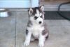 Husky puppy ready for adoption