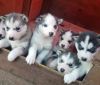 LOVELY SIBERIAN HUSKY PUPPIES FOR ADOPTION