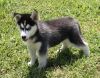 Active Siberian Husky Puppies For Sale
