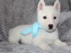 Beautiful White Siberian Husky Puppies text (xxx) xxx-xxx7