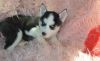 Grey/white Siberian Husky Puppies For Loving Homes