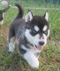 Siberian Husky Puppies For Sale# xxx xxx xxx8