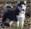 AKC quality Siberian Husky Puppies For Sale,text (xxx) xxx-xxx7