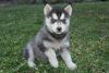 Well Socialized Siberian Husky Puppies Available text (xxx) xxx-xxx7