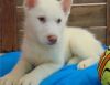 AKC White Siberian Husky Puppies. Text (xxx) xxx-xxx7