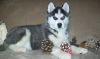 ACA Registered Siberian Husky puppies