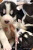 Marvelous male and female Husky puppies for adoption