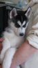 Lovely Xmas male and female Siberian Husky puppies