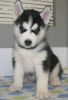 Akc Registered Blue Eyes Siberian Husky Puppies