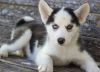 Sparkling Personality Siberian Husky Puppies