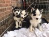 9 Beautiful Siberian Husky Pups Females & Males