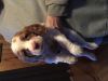 Brittney Spaniel Puppies for sale