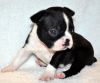 ACA registered Boston Terrier Puppies