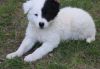 Registered Border Collie puppies 500& up